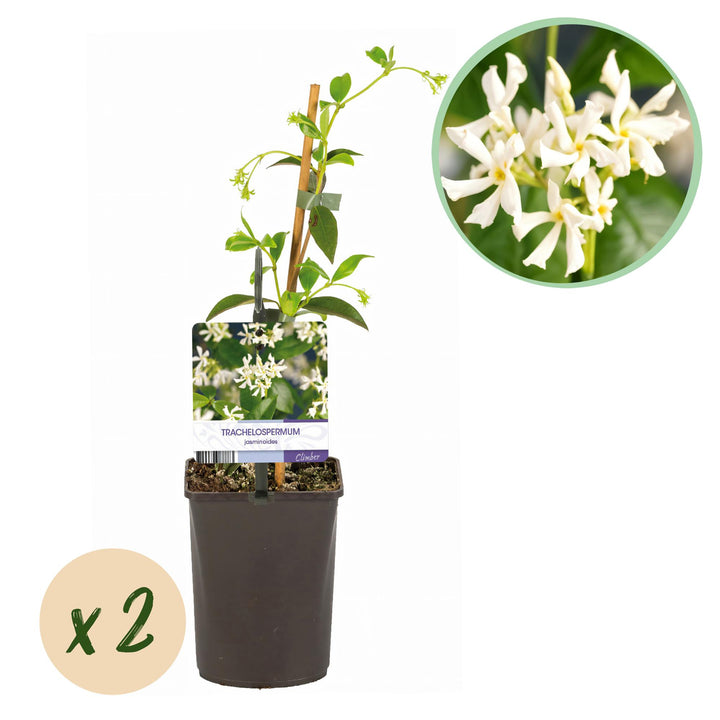 Trachelospermum jasminoides