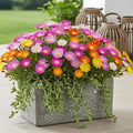Delosperma Jewel of Dessert, plant in pot