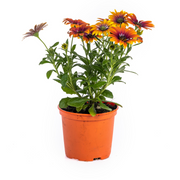 8x Osteospermum Ecklonis Mix
