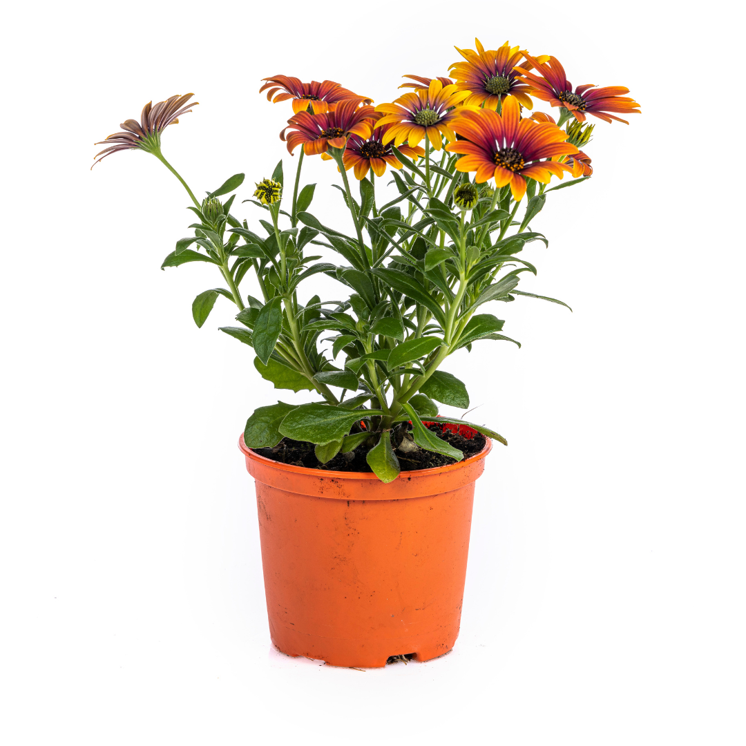 8x Osteospermum Ecklonis Mix, groeiwijze van de plant