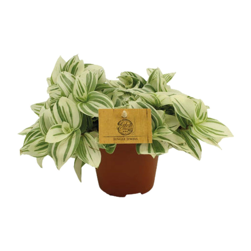 Productfoto van Tradescantia Brightness