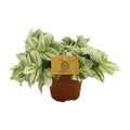Productfoto van Tradescantia Brightness