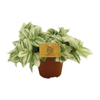 Productfoto van Tradescantia Brightness