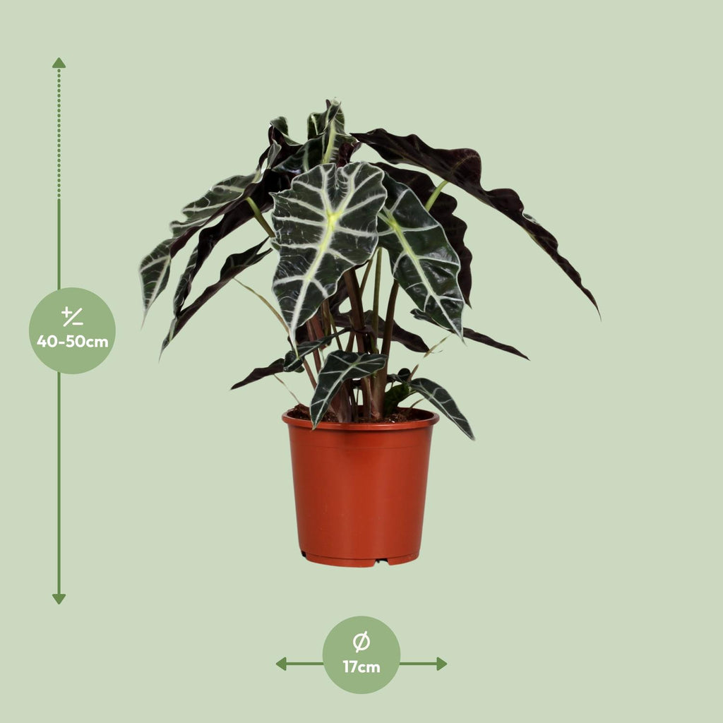 Alocasia Polly, detail van het blad