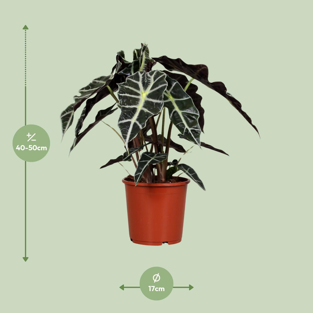 Alocasia Polly, detail van het blad