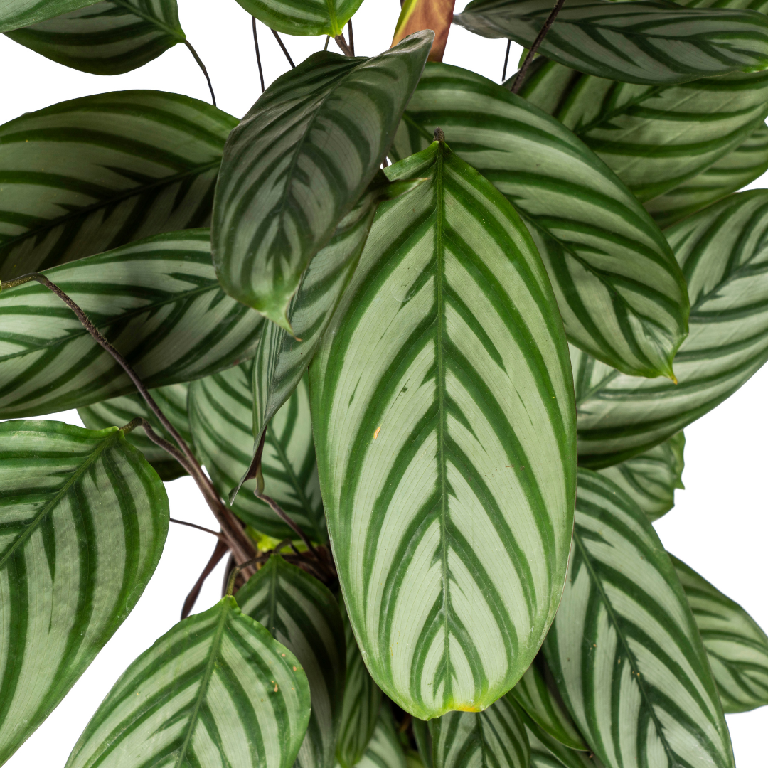 Calathea Oppenheimiana met mand, kenmerkend blad