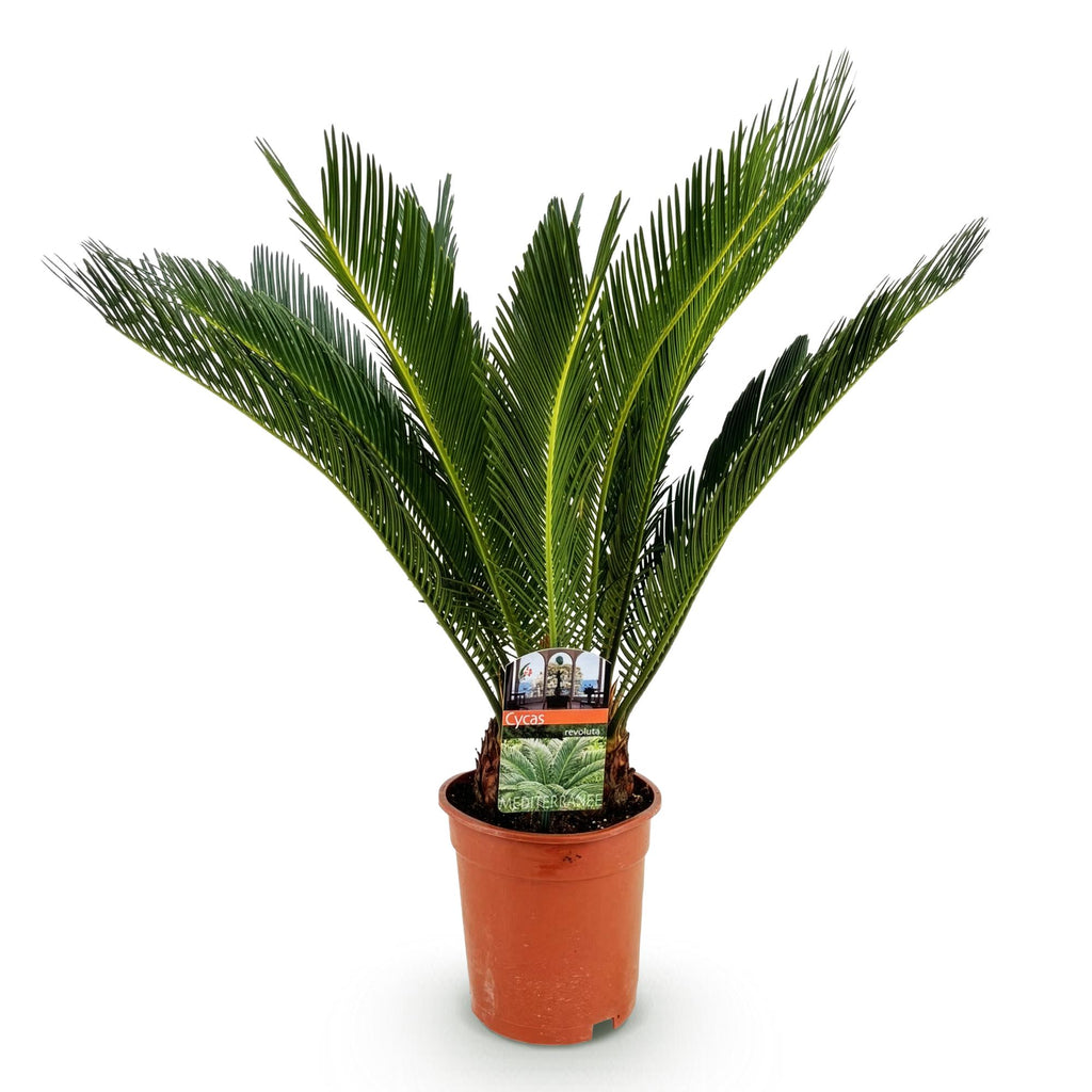 Cycas revoluta, 55-65 cm hoog, sterke plant