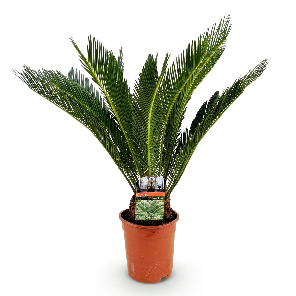 Cycas revoluta, 55-65 cm hoog, sterke plant