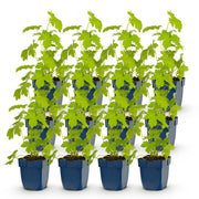 Ridderspoor (P) Galahad, met witte bloemen (12x)