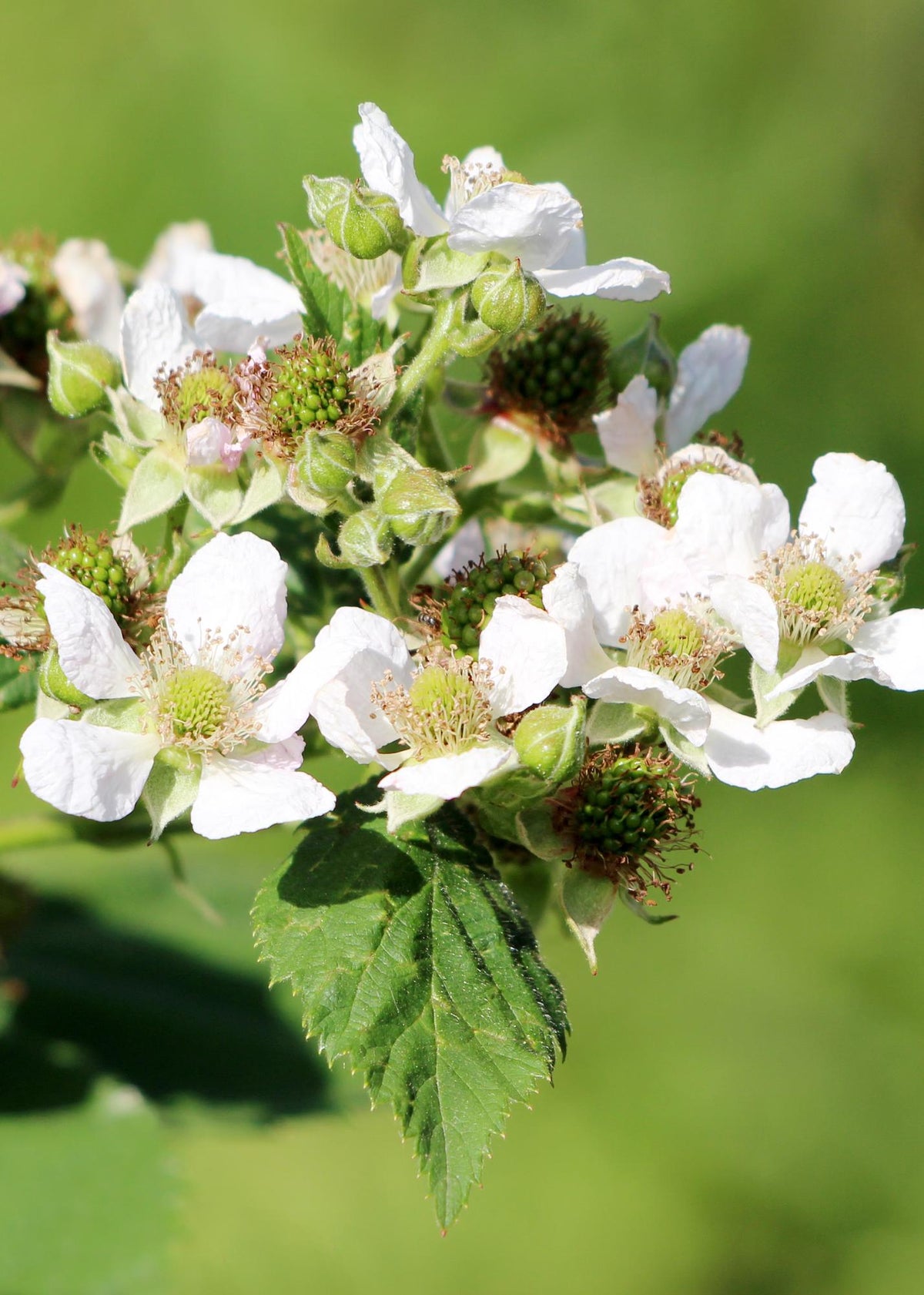 Detailfoto van Rubus idaeus 'Malling Promise' - Framboos