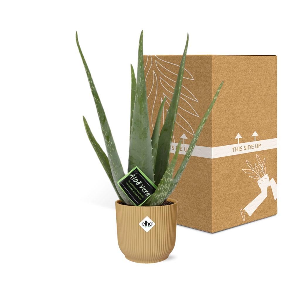 Detailfoto van Aloe Vera 12cm in ELHO Vibes Fold 14cm geel