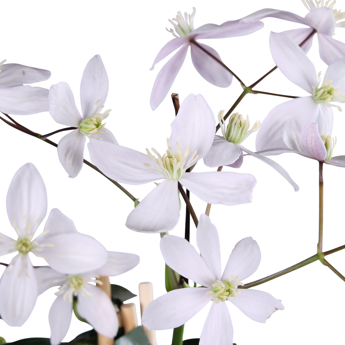 Detailfoto van Clematis armandii 'Apple Blossom', groenblijvend, lichtroze