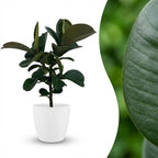 Rubberplant (Ficus Elastica Cloe), kenmerkend blad