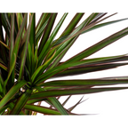 Dracaena Marginata Magenta, detail van het blad