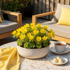 Eranthis Cilicica, plant in pot