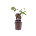 Ficus Bornholm (15017), plant in pot
