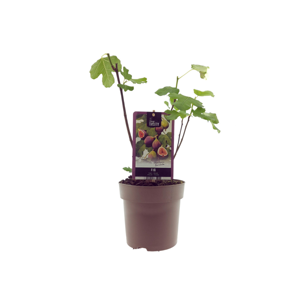 Ficus Bornholm (15017), plant in pot