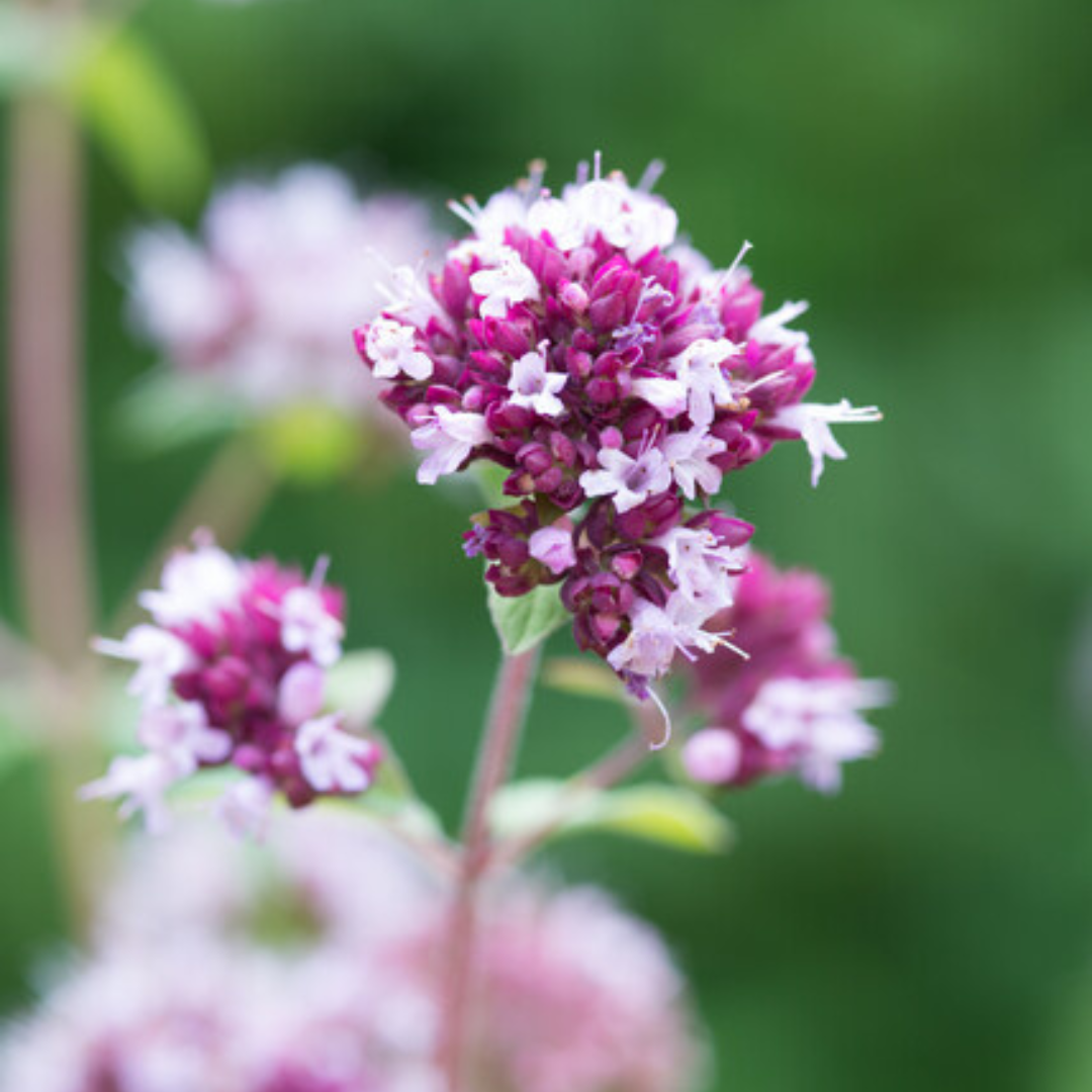 Origanum laevigatum 'Herrenhausen', compacte plant