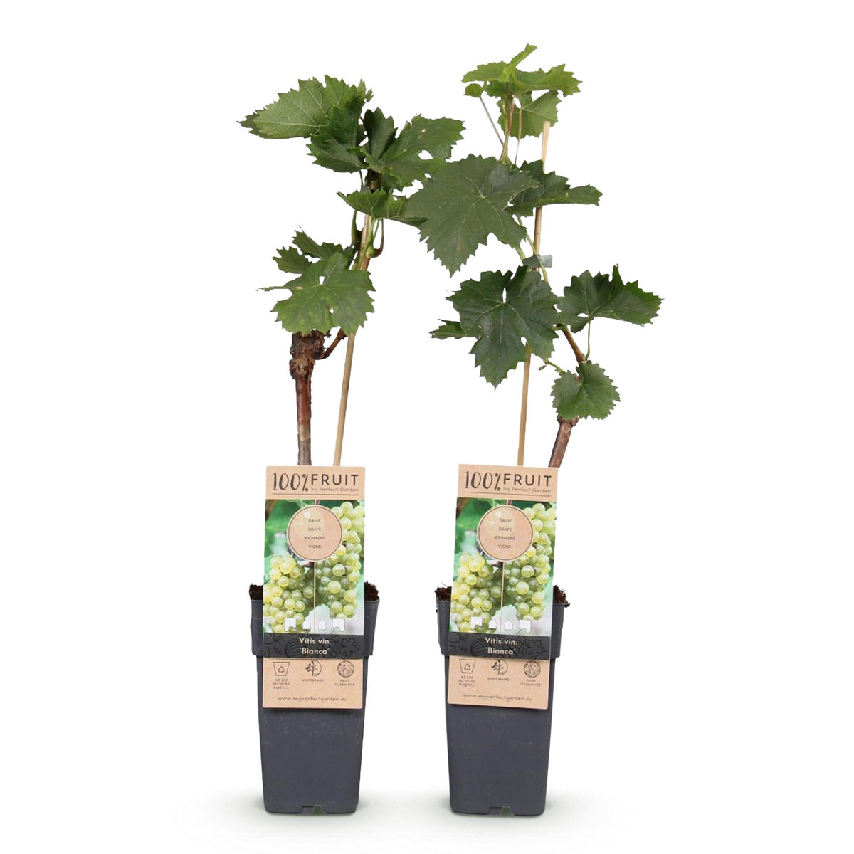 Productafbeelding van Pureplant