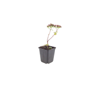 Sedum &