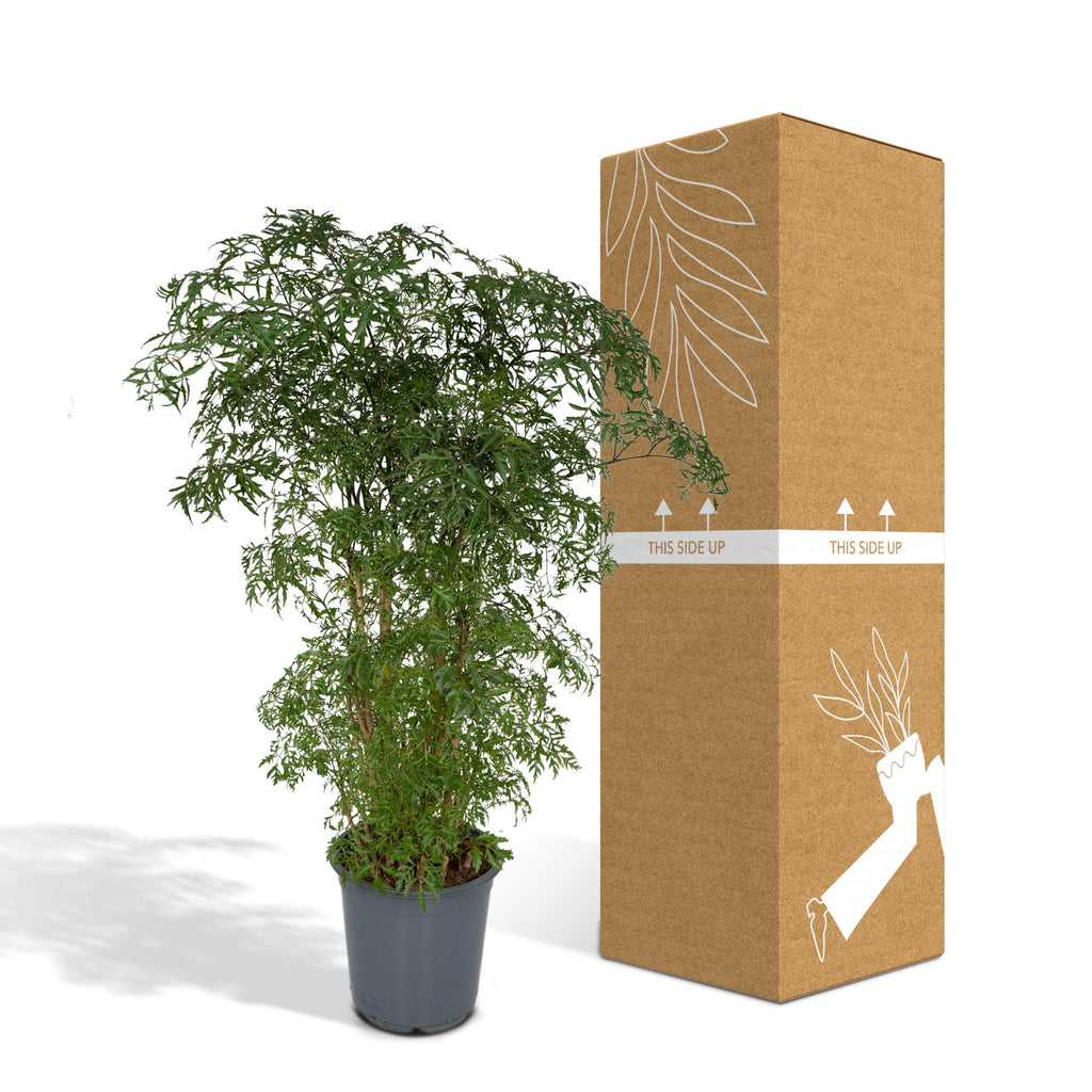 Detailfoto van Polyscias Fruticosa (Aralia)