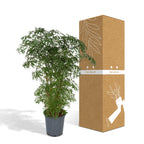 Detailfoto van Polyscias Fruticosa (Aralia)