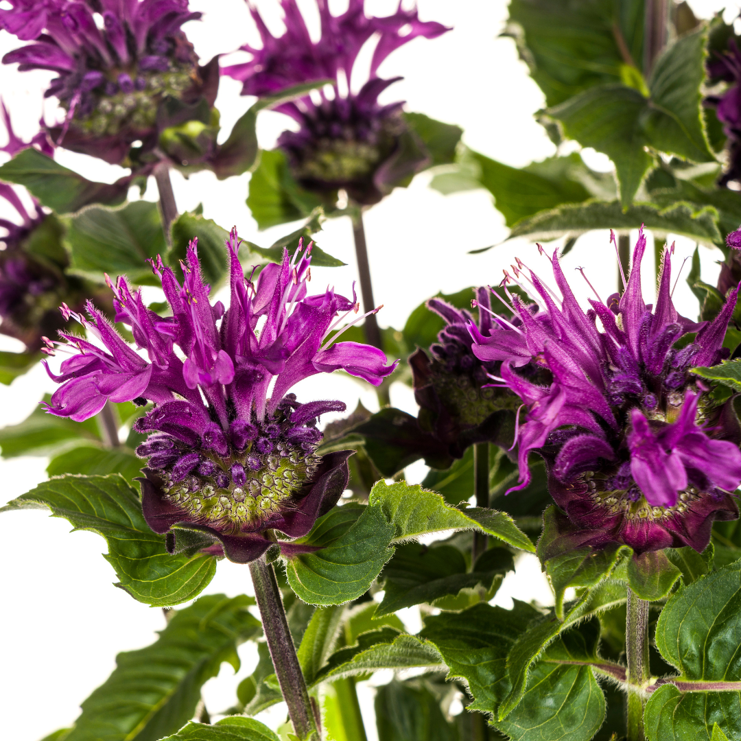 Monarda Didyma Purple, kenmerkend blad