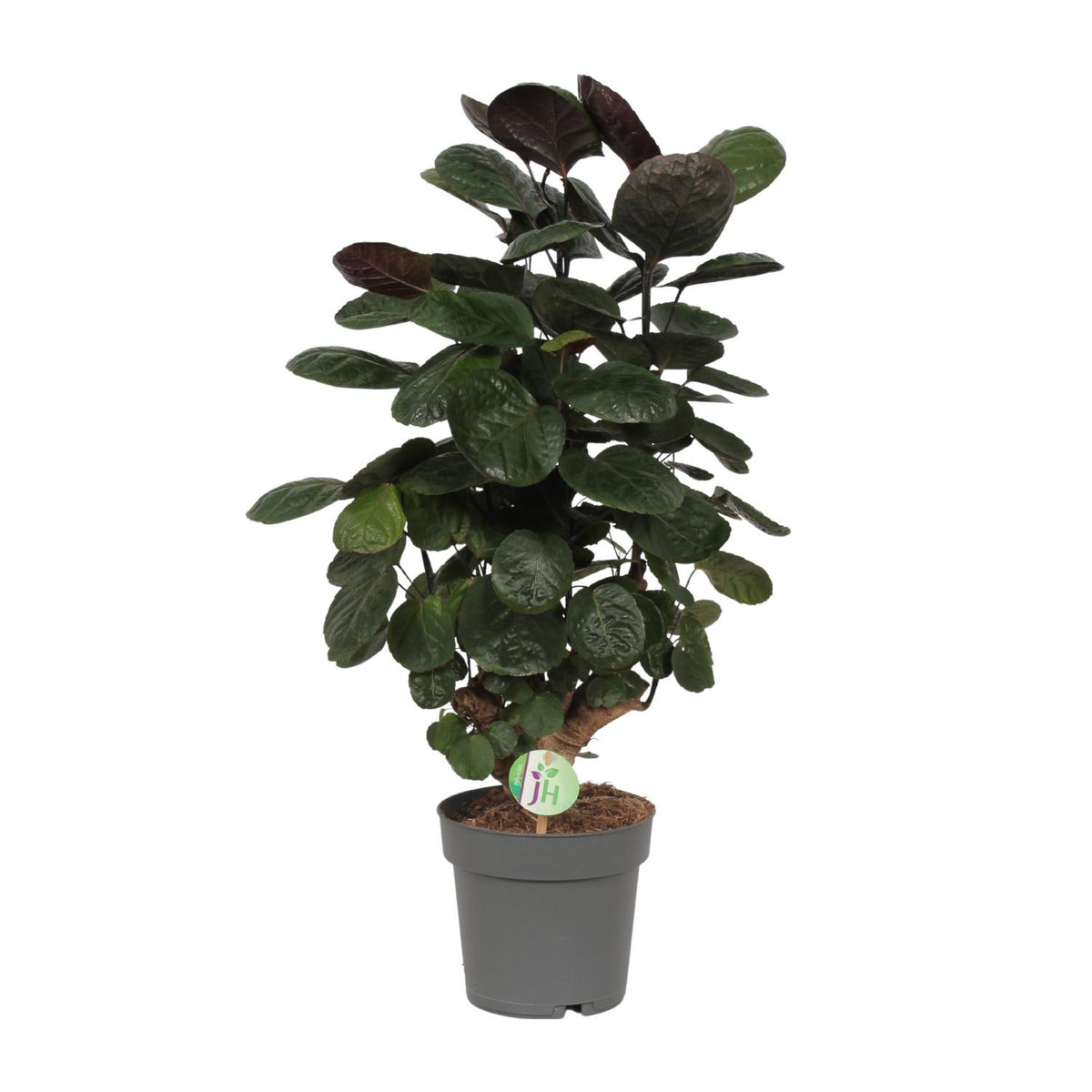 Productfoto van Polyscias Scutellaria Fabian