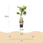 Kiwiplant Weiki & Golden Kiwi, plant voor binnen