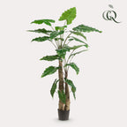 Kunstplant Alocasia, olifantsoor met pijlvormig blad, 180 cm, kenmerkend blad