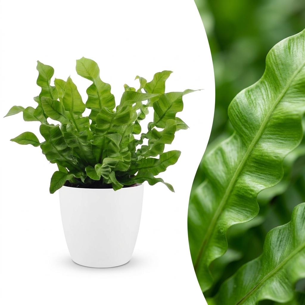 Asplenium Crispy Wave met witte pot, detail van het blad