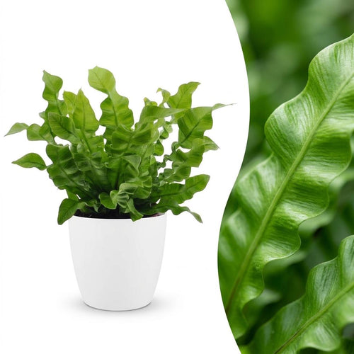 Asplenium Crispy Wave met witte pot, detail van het blad