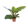 Philodendron Imperial Green