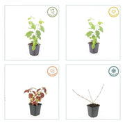 24x Cornus sang. &