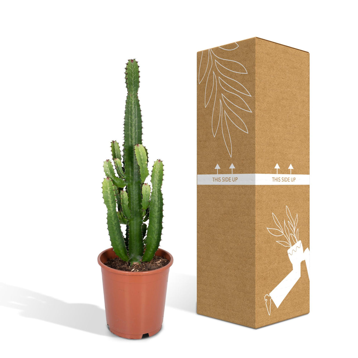Detailfoto van Euphorbia acrurensis, kandelaarvormige stengels, 60 cm hoog