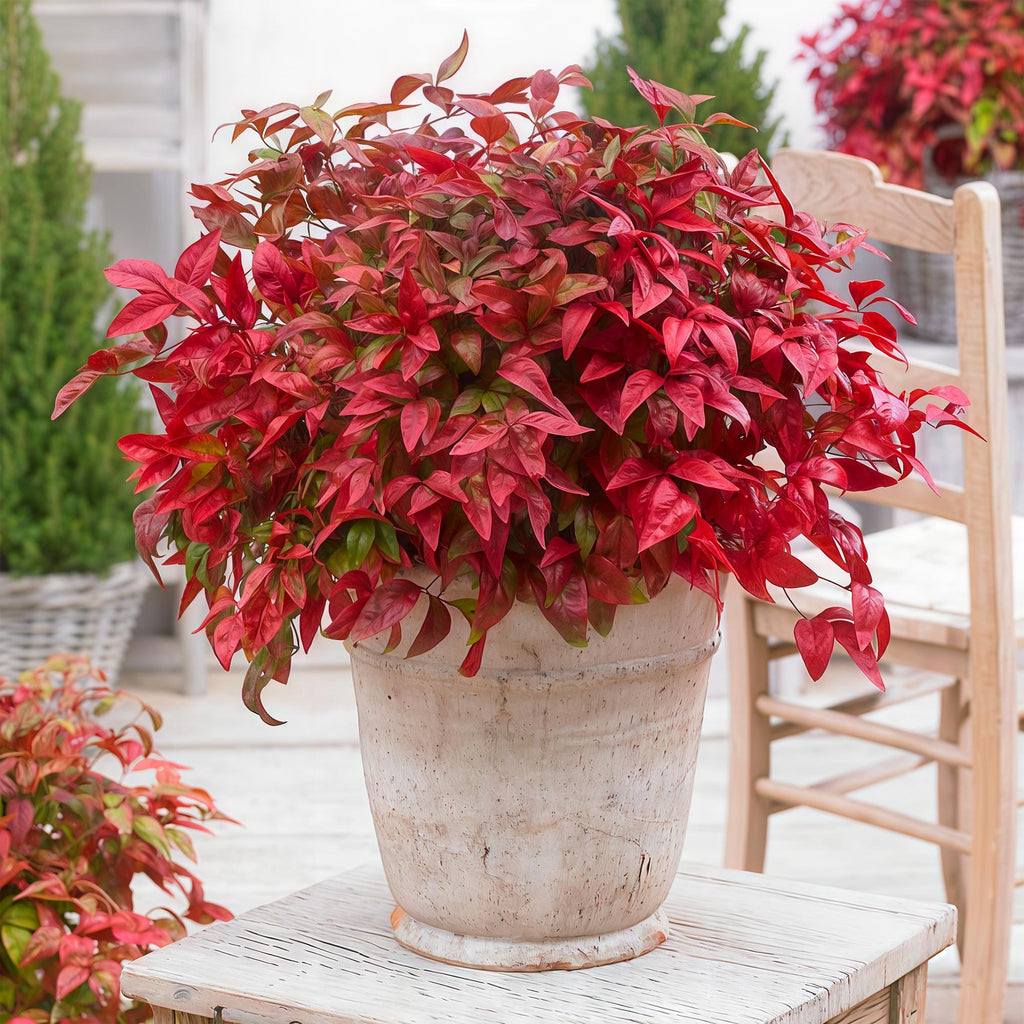Nandina Blush Pink, groene bladeren