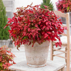 Nandina Blush Pink, groene bladeren