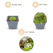 6x - Alpine mix - Ø7cm - ↕10-12cm