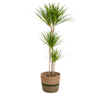 Dracaena Marginata Green met mand, plant in pot