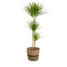 Dracaena Marginata Green met mand