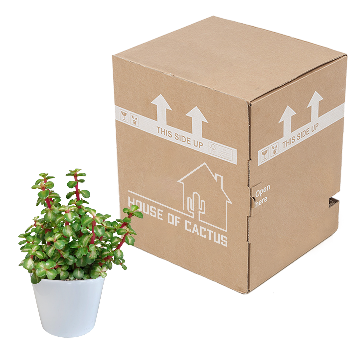 Productafbeelding van Pureplant