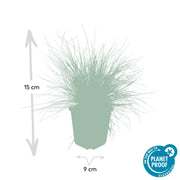 48x Festuca glauca &