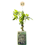 Jasminum officinale - echte jasmijn - Ø9 cm