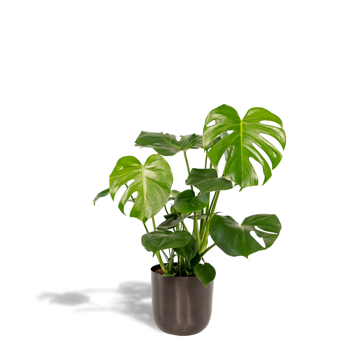 Detailfoto van Monstera Deliciosa
