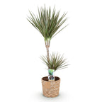 Dracaena Marginata Bicolor, detail van het blad