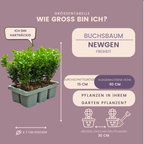 Buxus NewGen Freedom, groenblijvend, 2 sets van 6, 12 stuks, kenmerkend blad
