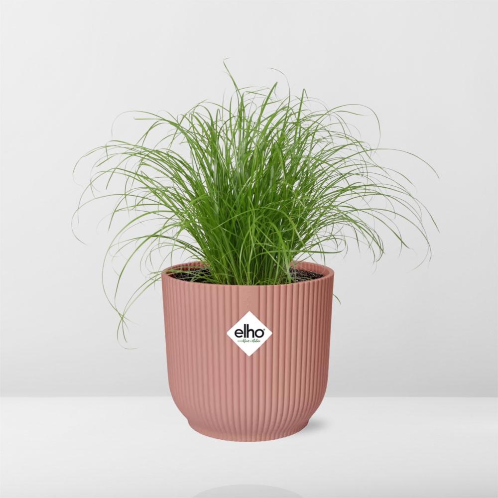 Detailfoto van Cyperus Alternifolius Zumula in ELHO Vibes Fold 14cm roze