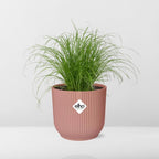 Detailfoto van Cyperus Alternifolius Zumula in ELHO Vibes Fold 14cm roze