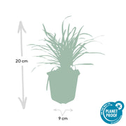 Liriope muscari &