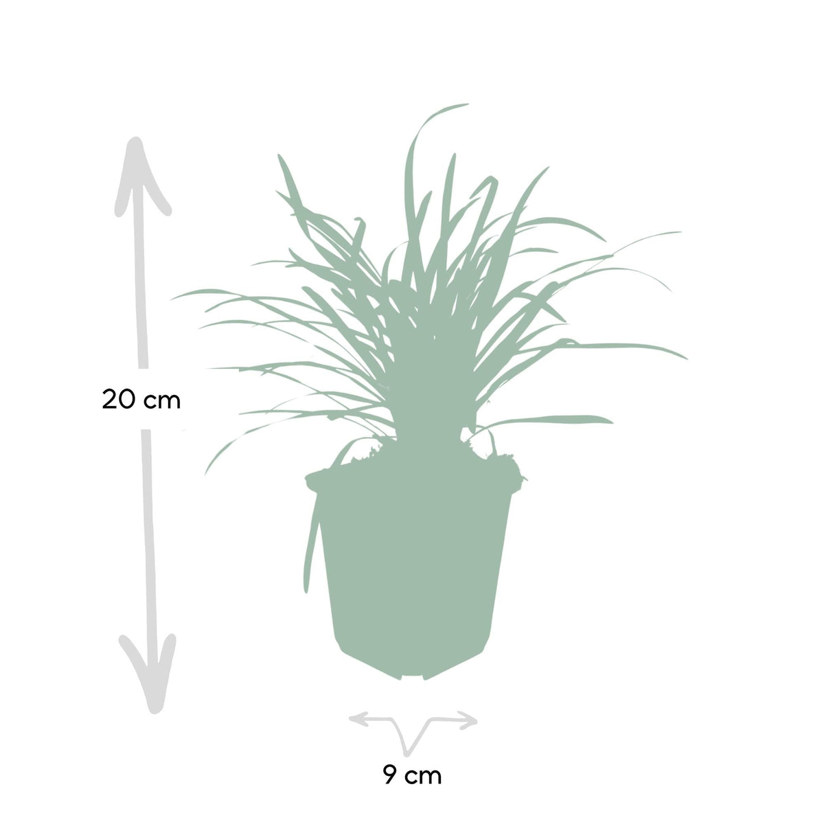 Liriope muscari 'Big Blue', kenmerkend blad